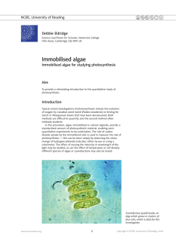 Immobilised algae
