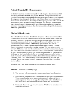 Animal Diversity III &ndash; Deuterostomes
