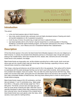 factsheet black-footed ferret en
