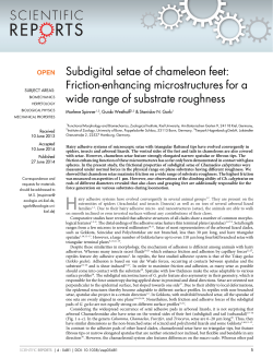 Subdigital setae of chameleon feet: Friction