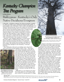 Kentucky Champion Tree Program