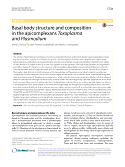 Basal body structure and composition in the