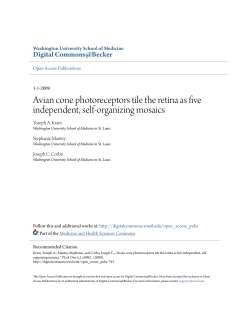 Avian cone photoreceptors tile the retina as five independent, self