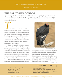 THE CALIFORNIA CONDOR - Center for Biological Diversity