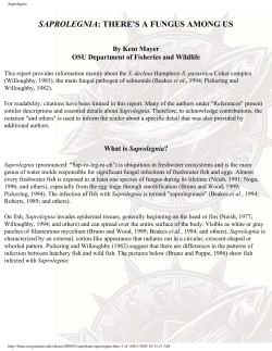 Saprolegnia - TNFISH.ORG