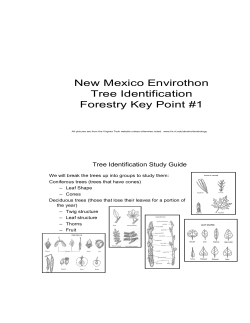 New Mexico Envirothon Tree Identification Forestry Key Point #1