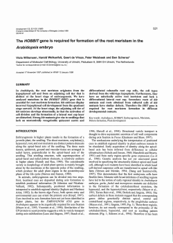 The HOBBIT gene is required for formation of the root meristem in