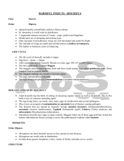 harmful insects - housefly