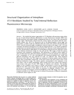 Structural Organization of Interphase 3T3 Fibroblasts Studied by
