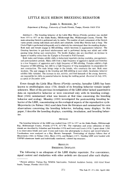 LITTLE BLUE HERON BREEDING BEHAVIOR