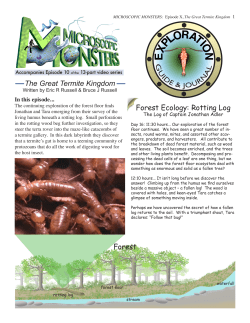 Forest Ecology: Rotting Log The Great Termite Kingdom Forest