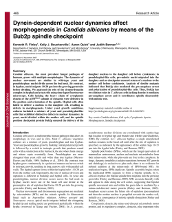 Dynein-dependent nuclear dynamics affect morphogenesis in