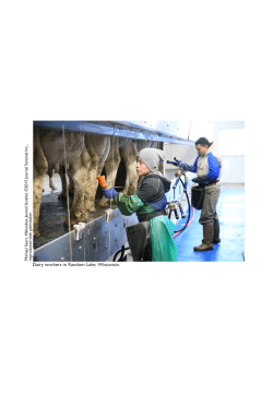 Milking Workers - Migrant Justice / Justicia Migrante