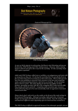 and those wild - Bob Watson Photography