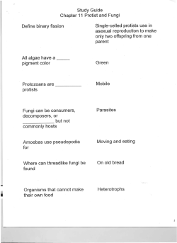 Study Guide Chapter 11 Protist and Fungi Define binary fission