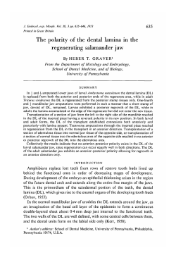 The polarity of the dental lamina in the regenerating salamander jaw