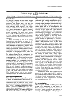Purines as targets for DNA photodamage
