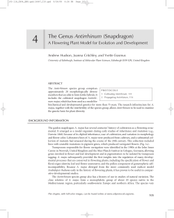4 The Genus Antirrhinum (Snapdragon)