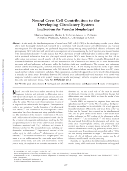 Neural Crest Cell Contribution to the Developing Circulatory System