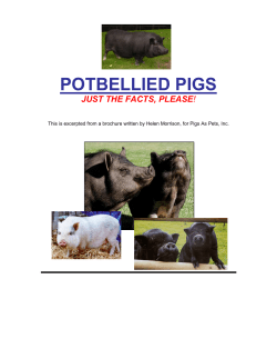 potbellied pigs - Northwest Miniature Pig Association