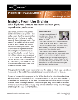Insight From the Urchin