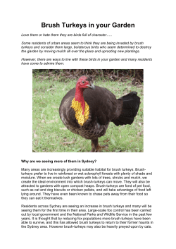 Brush turkeys in your garden