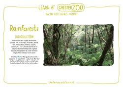 Rainforests - Chester Zoo