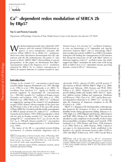 Ca2 -dependent redox modulation of SERCA 2b by ERp57
