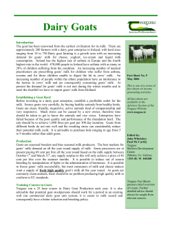 Dairy Goats