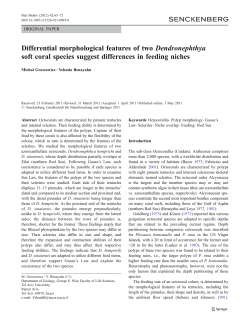 Differential morphological features of two Dendronephthya soft coral