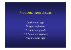 Protozoa from tissues