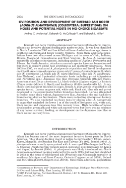 oviposition and development of emerald ash borer