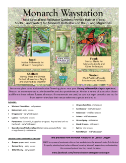Be sure to plant some additional native flowering plants near your