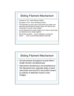 Sliding Filament Mechanism Sliding Filament Mechanism