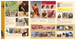 Fact File-9 Shaheen Falcon