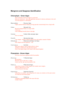 Mangrove and Seagrass Identification
