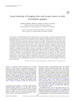 Social learning of foraging sites and escape routes in wild