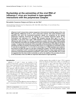 Nucleotides at the extremities of the viral RNA of influenza C virus