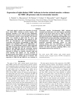 Expression of eight distinct MHC isoforms in bovine striated muscles