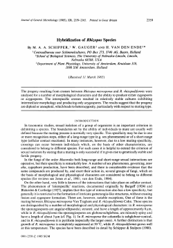 Hybridization of Ririzopus Species