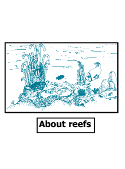 About reefs
