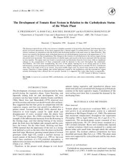 The Development of Tomato Root System in Relation to the
