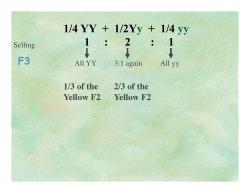 1/4 YY + 1/2Yy + 1/4 yy 1 : 2