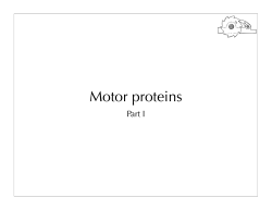 Molecular motors