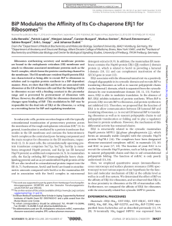 BiP Modulates the Affinity of Its Co