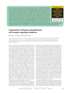Organization of kinases, phosphatases, and receptor signaling