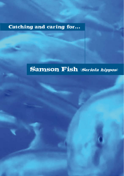 Catching and caring for Samson Fish