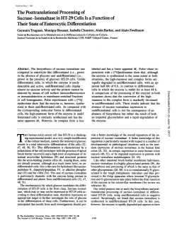 The Posttranslational Processing of Sucrase-Isomaltase in HT
