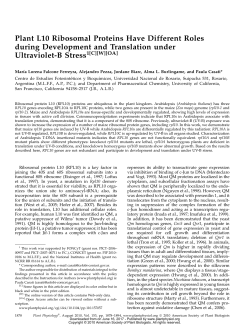 Plant L10 Ribosomal Proteins Have Different