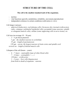 Mitrochondrion Structure and Function